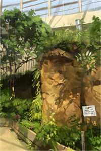 阴缘伞
